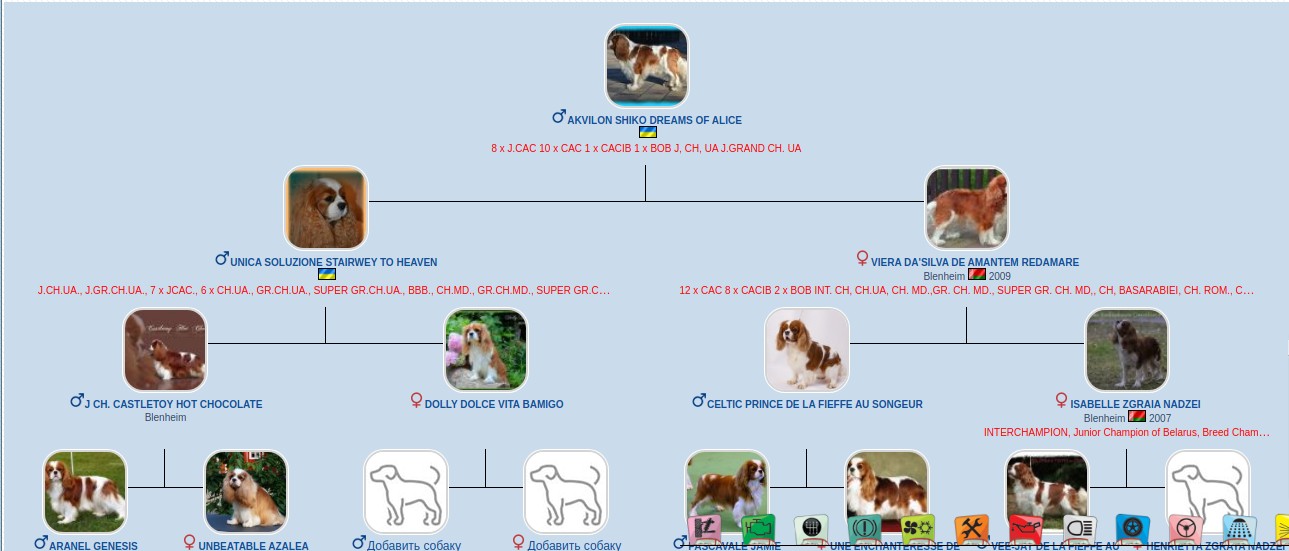 	AKVILON SHIKO DREAMS OF ALICE