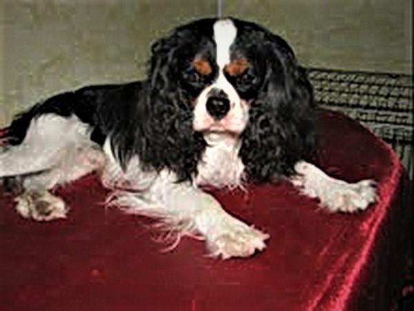 Ostap Sholom Aleichem