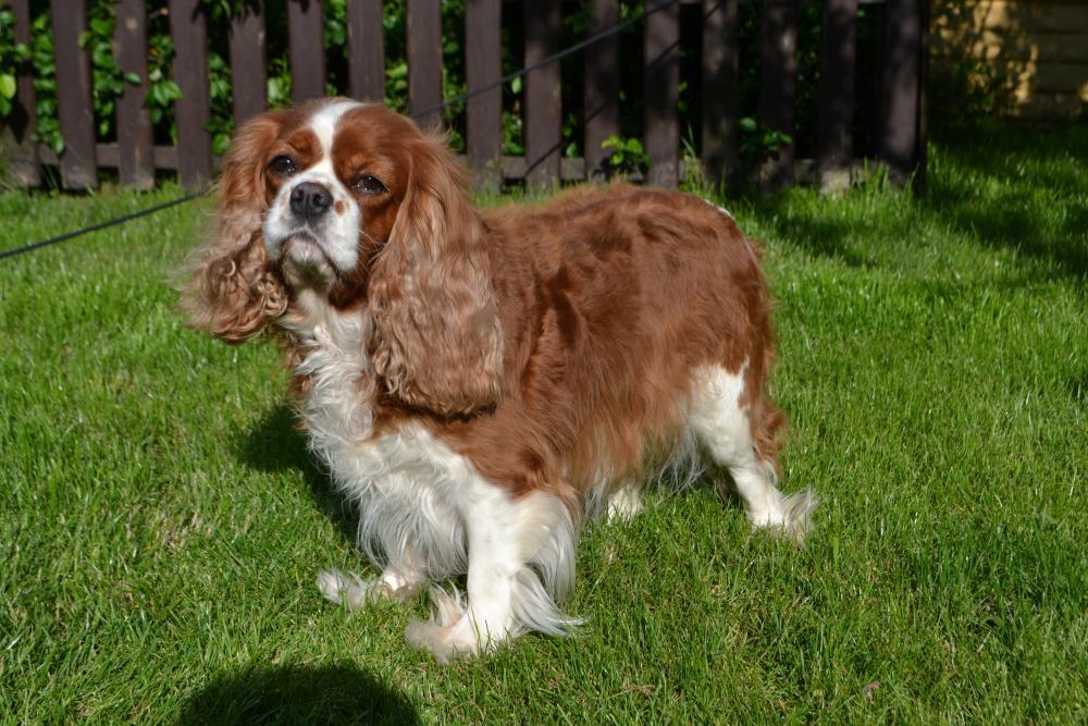 Vieira Da' Silva De Amantem Redamare