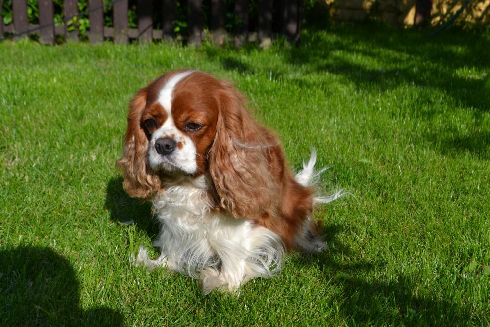 Silva De Amantem Redamare