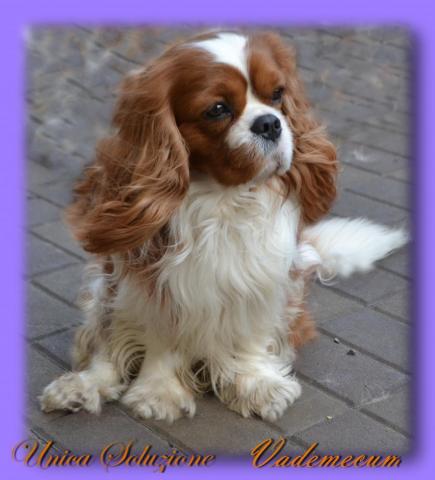 Unica Soluzione Vademecum