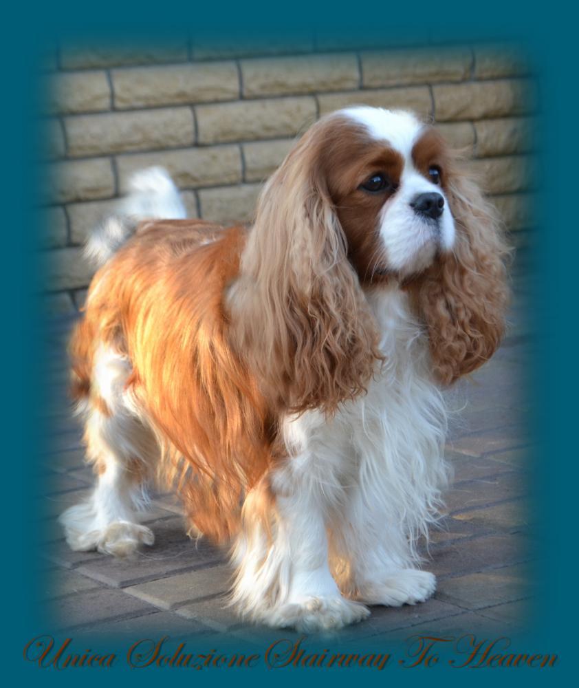 Unica Soluzione Stairway to Heaven