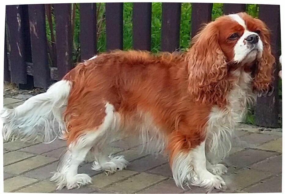 Vieira Da' Silva De Amantem Redamare