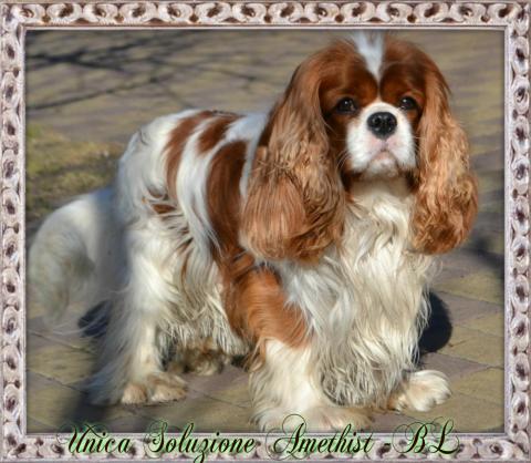 UNIKA SOLUZIONE AMETHYST