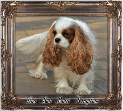 BOO BOO ROTTI KINGDOM
