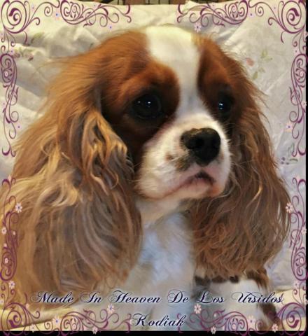 MADE IN HEAVEN DE LOS URSIDOS KODIAK