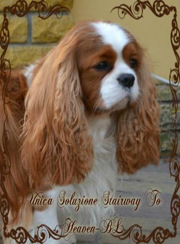  ГОРДОСТЬ ПИТОМНИКА UNICA SOLUZIONE STAIRWEY TO HEAVEN (ИТАН)