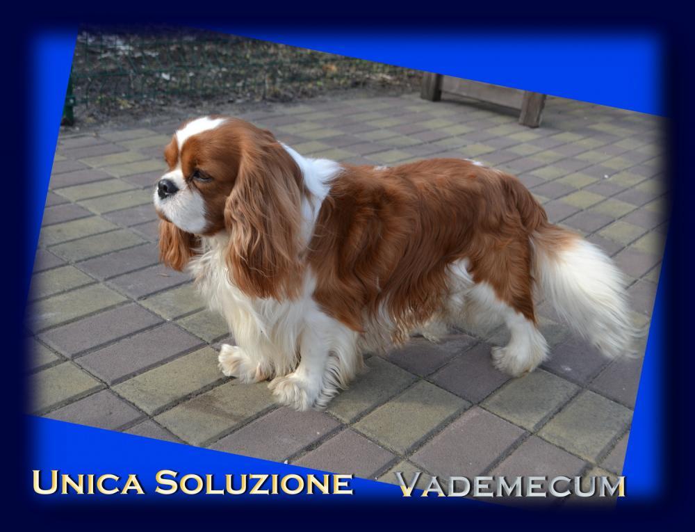 Unica Soluzione Vademecum