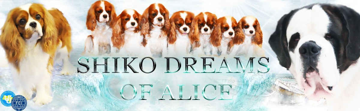 Питомник SHIKO DREAMS OF ALICE 