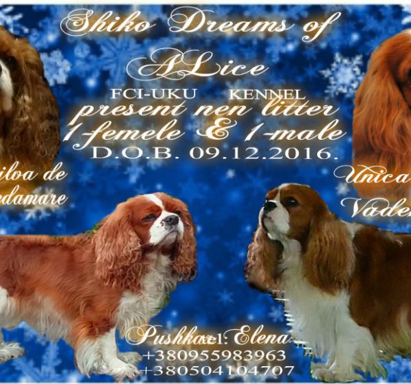 B-Litter. Vieira Da' Silva De Amantem Redamare && Unica Soluzione Vademecum