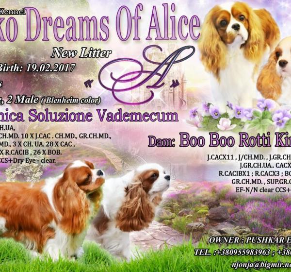 A-Litter. Boo Boo Rotti Kingdom && Unica Soluzione Vademecum