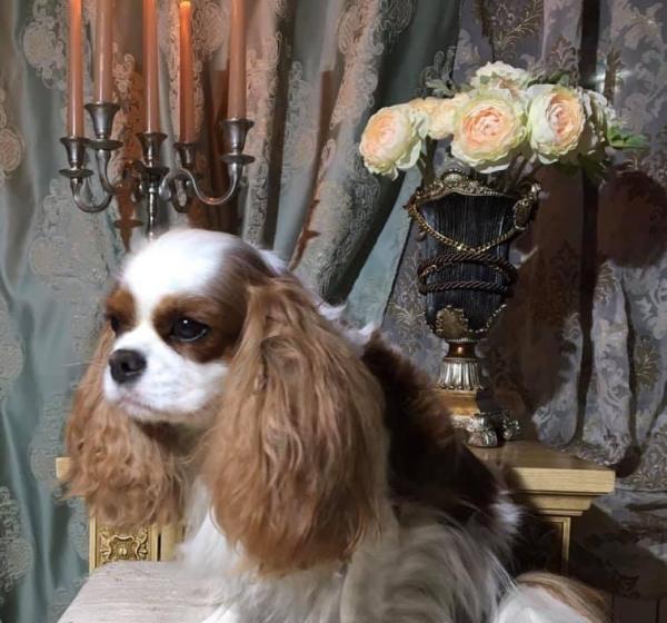 BONITOS COMPANEROS NEVERLAND (РОНИ)