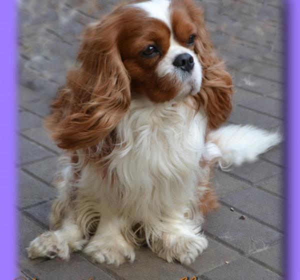 Представляем мальчика  Кавалер Кинг Чарльз Спаниель UNIСA SOLUZIONE VADEMECUM - BL (ТОММИ)