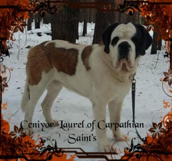 Сенбернар. Стандарт FCI 24.03.93 г.