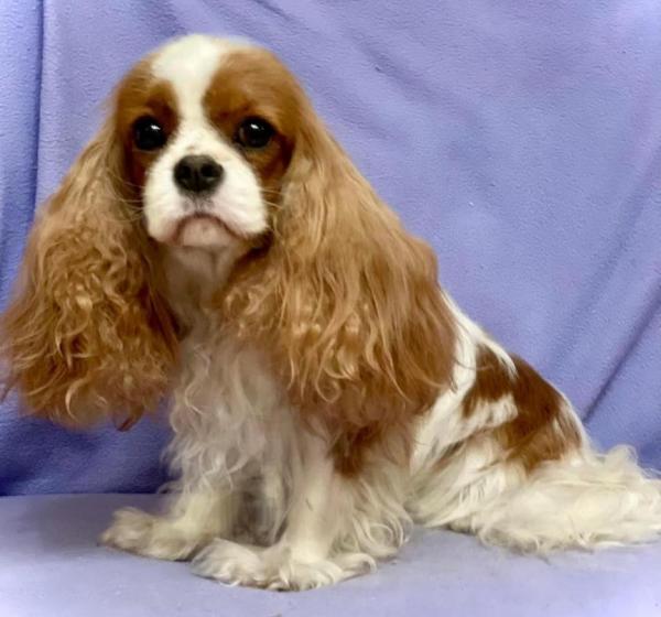 HERMEONA Shiko Dreams of Alise