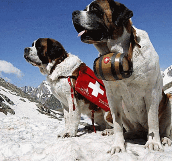 История породы сенбернар