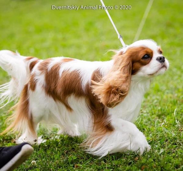 TOP Ukrainian dog Cavalier King Charles Spaniel 2020 !!!