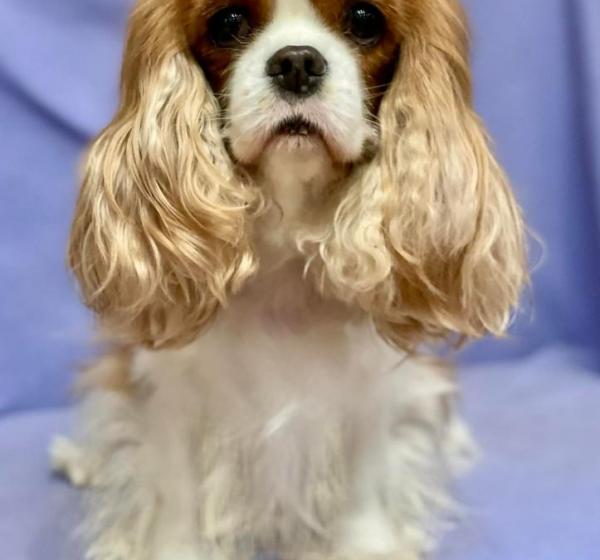 MADE IN HEAVEN DE LOS URSIDOS KODIAK