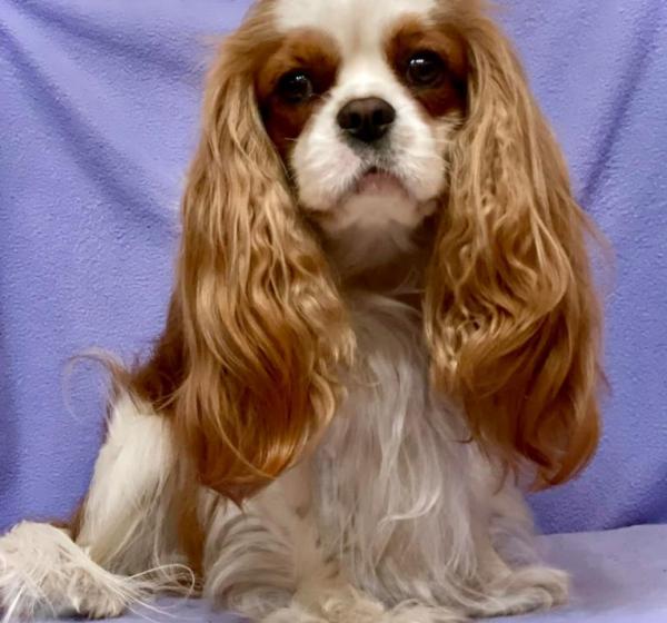 Bonitos Companeros Macintosh