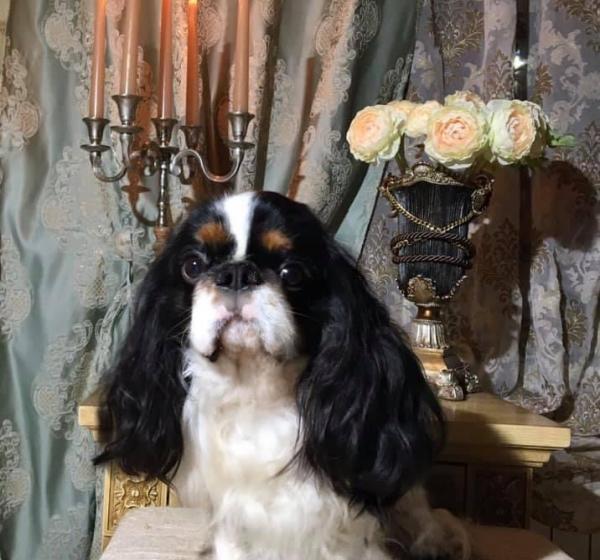 WALLYS OT NEVSKOGO HOBBITA (ОЛЛИ)