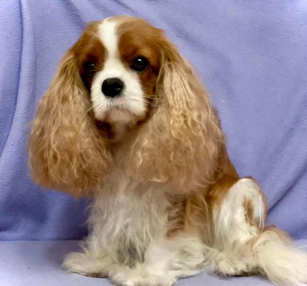 ILSANIYA SHIKO DREAMS OF ALICE