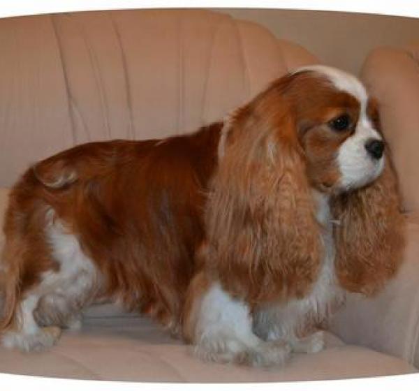 СТАНДАРТ ПОРОДЫ Кавалер Кинг Чарльз Спаниель