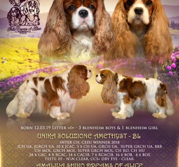 I-Litter. UNIKA SOLUZIONE AMETHYST - BL && AMALIYA SHIKO DREAMS OF ALICE