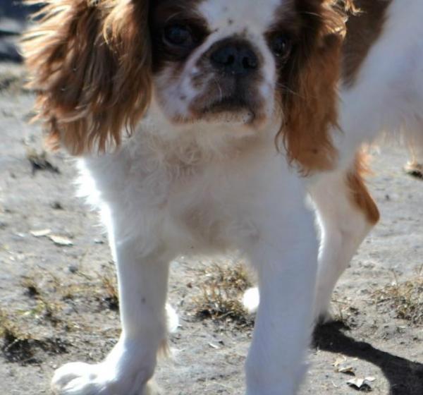 HALY-GALY OT NEVSKOGO HOBBITA