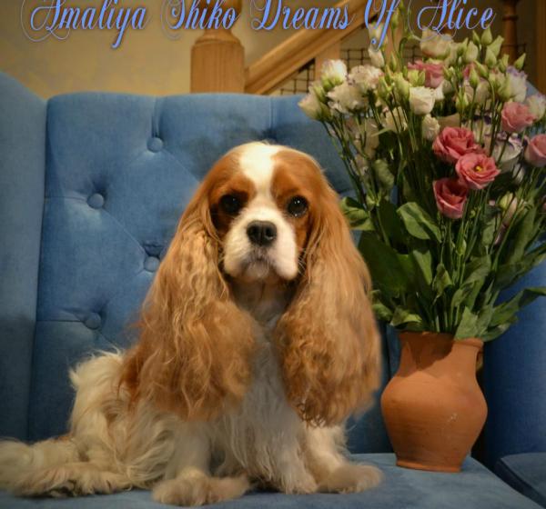 AMALIYA SHIKO DREAMS OF ALICE