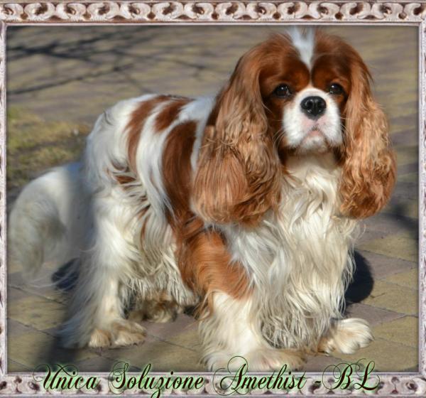 UNIKA SOLUZIONE AMETHYST - BL