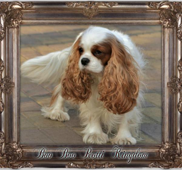 BOO BOO ROTTI KINGDOM ( БУ - БУ)