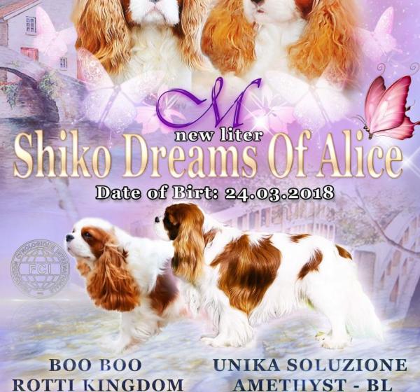 NEW-Litter. UNIKA SOLUZIONE AMETHYST - BL && BOO BOO ROTTI KINGDOM