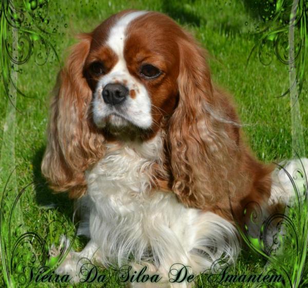 К-Litter. Vieira Da' Silva De Amantem Redamare && Ostap Sholom Aleichem