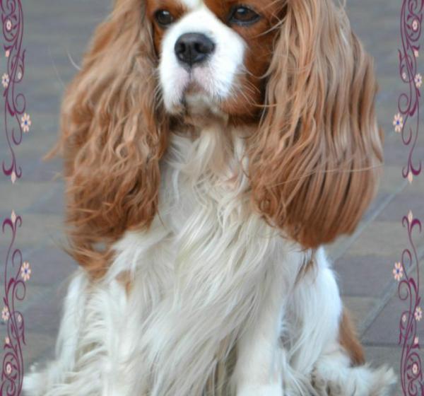 AKVILON SHIKO DREAMS OF ALICE