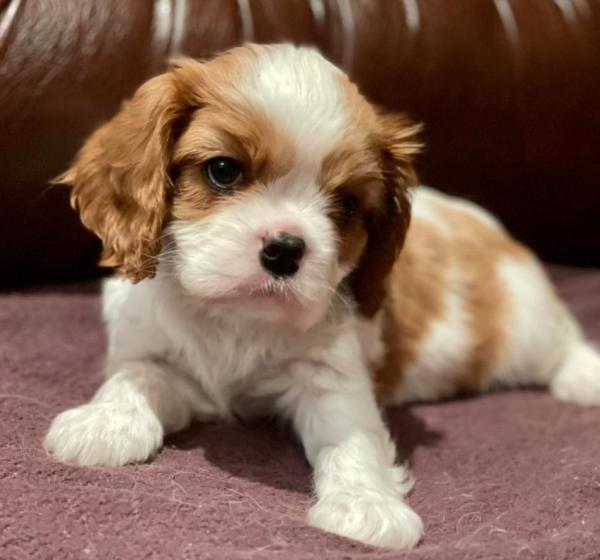 Bonitos Companeros Macintosh & Amaliya Shiko Dreams of Alice