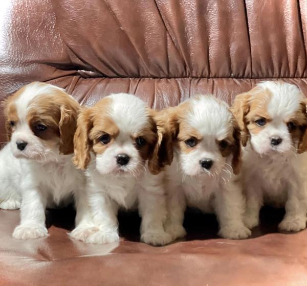 Kennel Dreams Shiko of Alice offers puppies for reservation