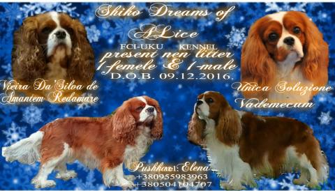 B-Litter. Vieira Da' Silva De Amantem Redamare && Unica Soluzione Vademecum