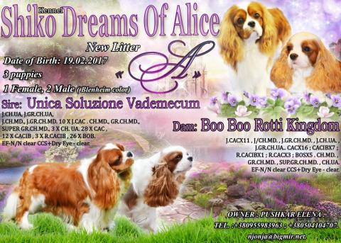 A-Litter. Boo Boo Rotti Kingdom && Unica Soluzione Vademecum