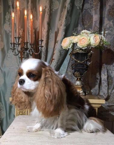 BONITOS COMPANEROS NEVERLAND (РОНИ)