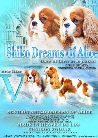 NEW-Litter. AKVILON SHIKO DREAMS OF ALICE && MADE IN HEAVEN DE LOS URSIDOS KODIAK
