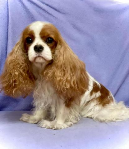 HERMEONA Shiko Dreams of Alise