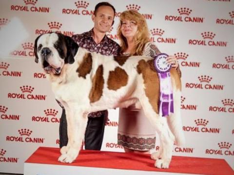 CENIYOR LAUREL OF CARPATHIAN SAINT’S (SHORT)