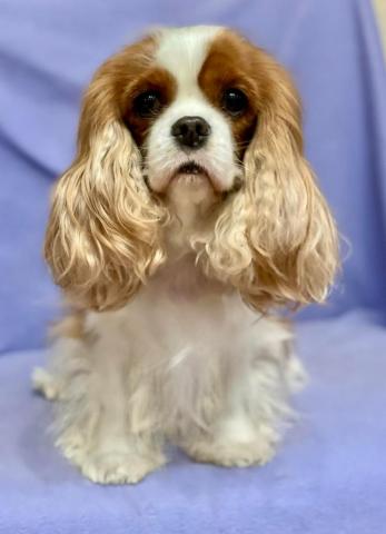 MADE IN HEAVEN DE LOS URSIDOS KODIAK