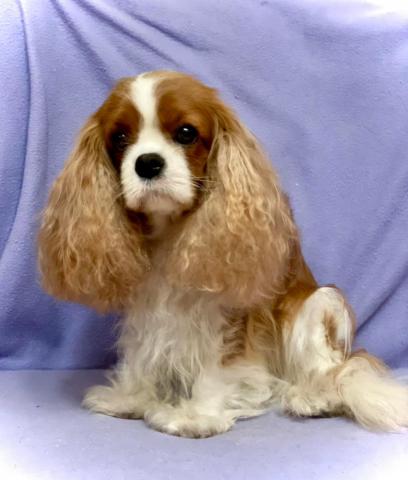 ILSANIYA SHIKO DREAMS OF ALICE