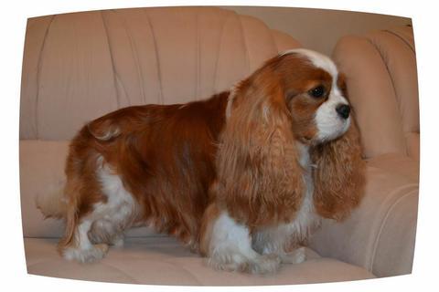 СТАНДАРТ ПОРОДЫ Кавалер Кинг Чарльз Спаниель