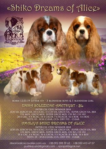 I-Litter. UNIKA SOLUZIONE AMETHYST - BL && AMALIYA SHIKO DREAMS OF ALICE