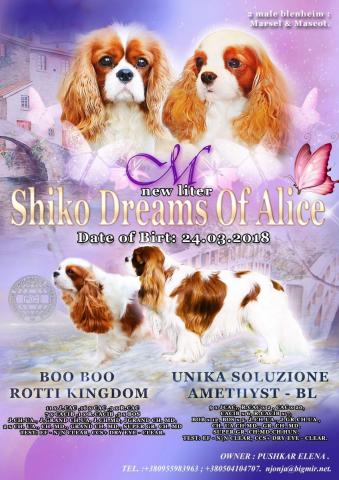 NEW-Litter. UNIKA SOLUZIONE AMETHYST - BL && BOO BOO ROTTI KINGDOM