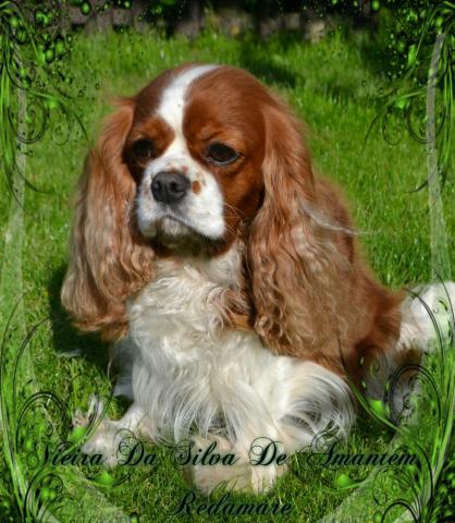 К-Litter. Vieira Da' Silva De Amantem Redamare && Ostap Sholom Aleichem