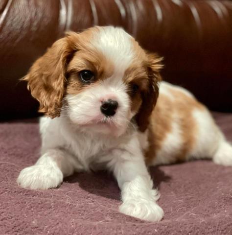 Bonitos Companeros Macintosh & Amaliya Shiko Dreams of Alice