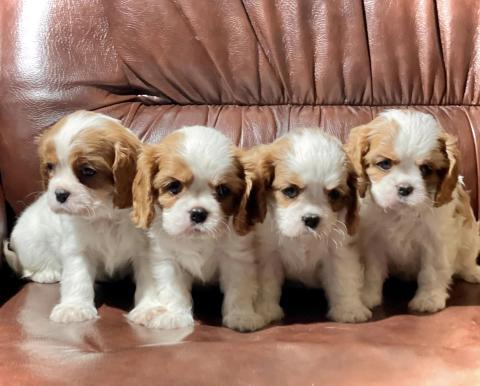 Kennel Dreams Shiko of Alice offers puppies for reservation